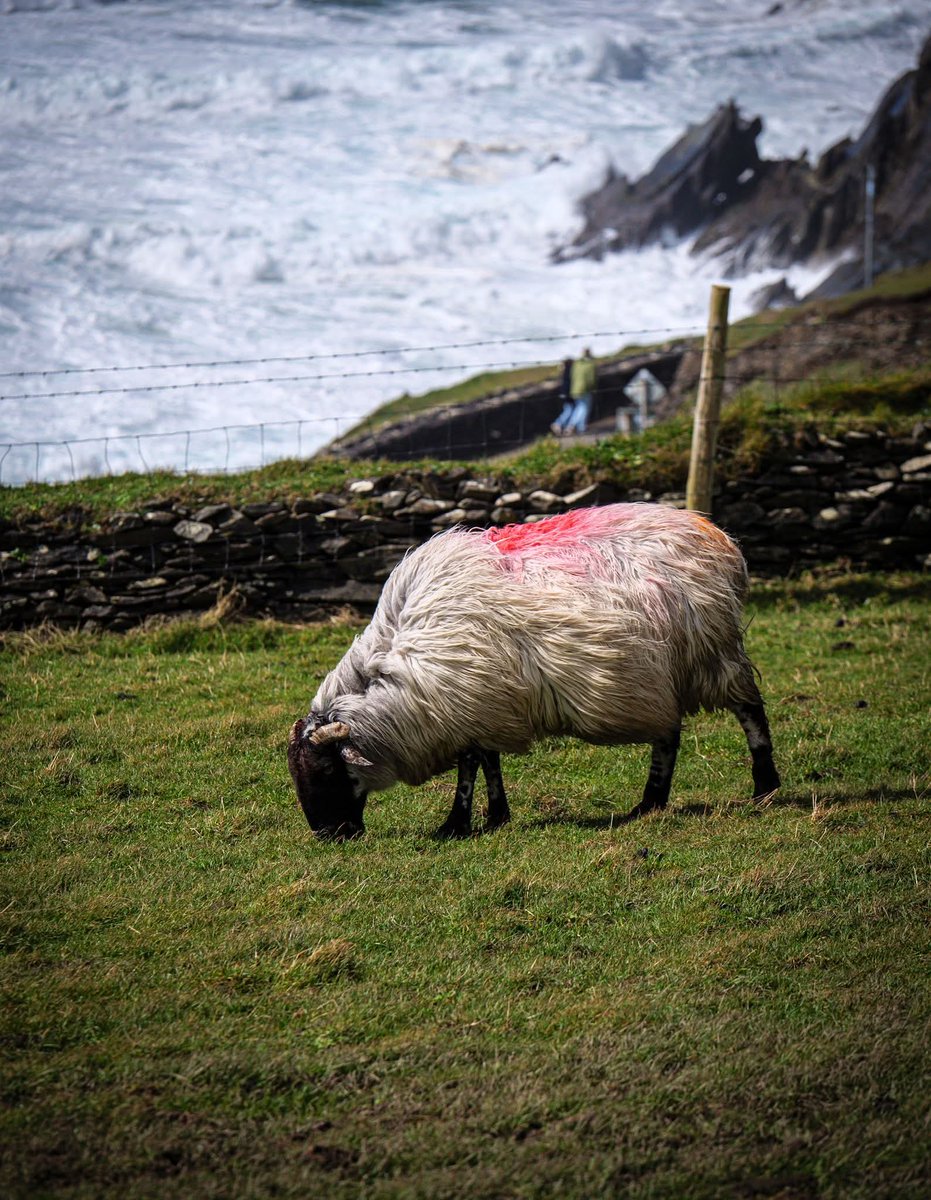 ThisIsIreland3's tweet image. Head to the wind, this windblown sheep grazing happily in the strong winds at Dunmore head, on the Dingle peninsula 🐑🌊

📍County Kerry - Ireland ☘️

📸 Alan Malone 

#kerry #dinglepeninsula #sheep  #dunmorehead  #wildatlanticway #Ireland