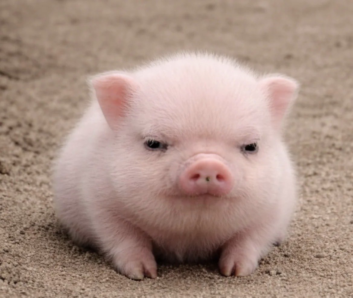 ทำดีห์ 쟈기야 || 🐽 tweet media