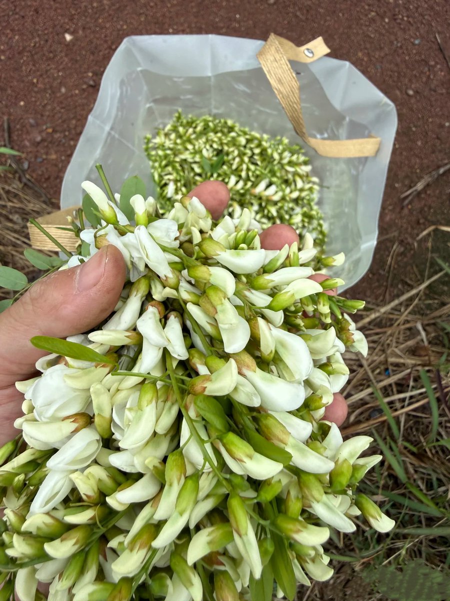 Kaia Lee tweet media