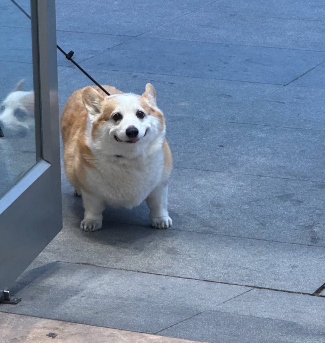 犬しか勝たん tweet media