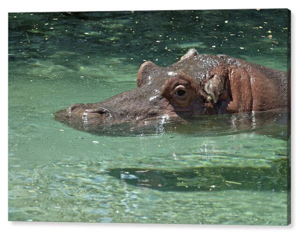shonna99784's tweet image. Hippo Relaxing in Crystal Clear Water - Canvas Print shonnahawkinsphotography.com/featured/hippo…

A solitary hippopotamus is partially submerged in clear, tranquil water. The sunlight glistens on its wet…

#Hippo #Relaxing #Crystal #ClearWater #CanvasPrint #HomeDecor #ShonnaHawkins #Hippopotamus