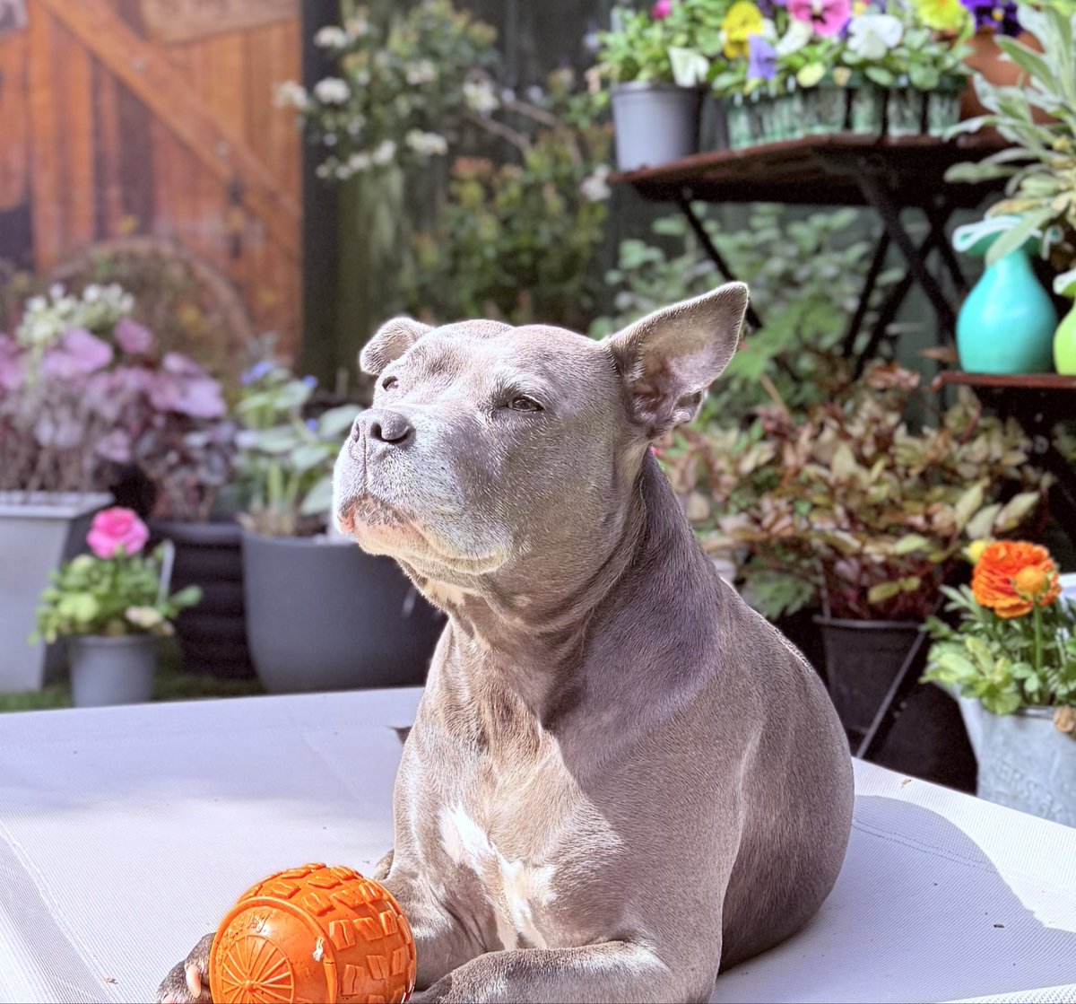 IsaMary2021's tweet image. Hooray for sunshine ☀️🧡🧡
#IsaMary #CuteDogs