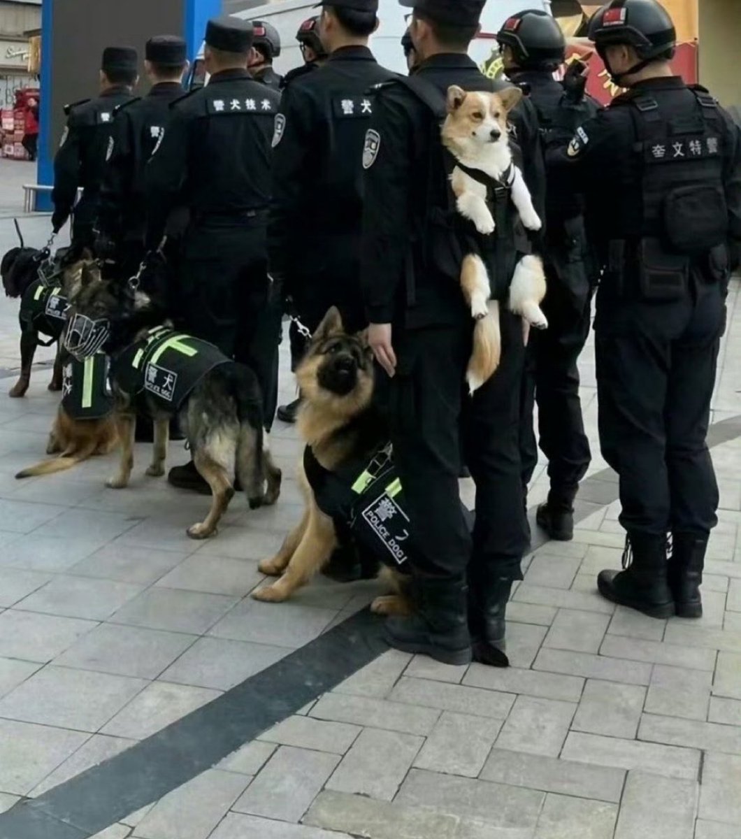 animal_kyawa_'s tweet image. 他の警察犬はリードなのにコーギーだけ背中におんぶされてたから見て