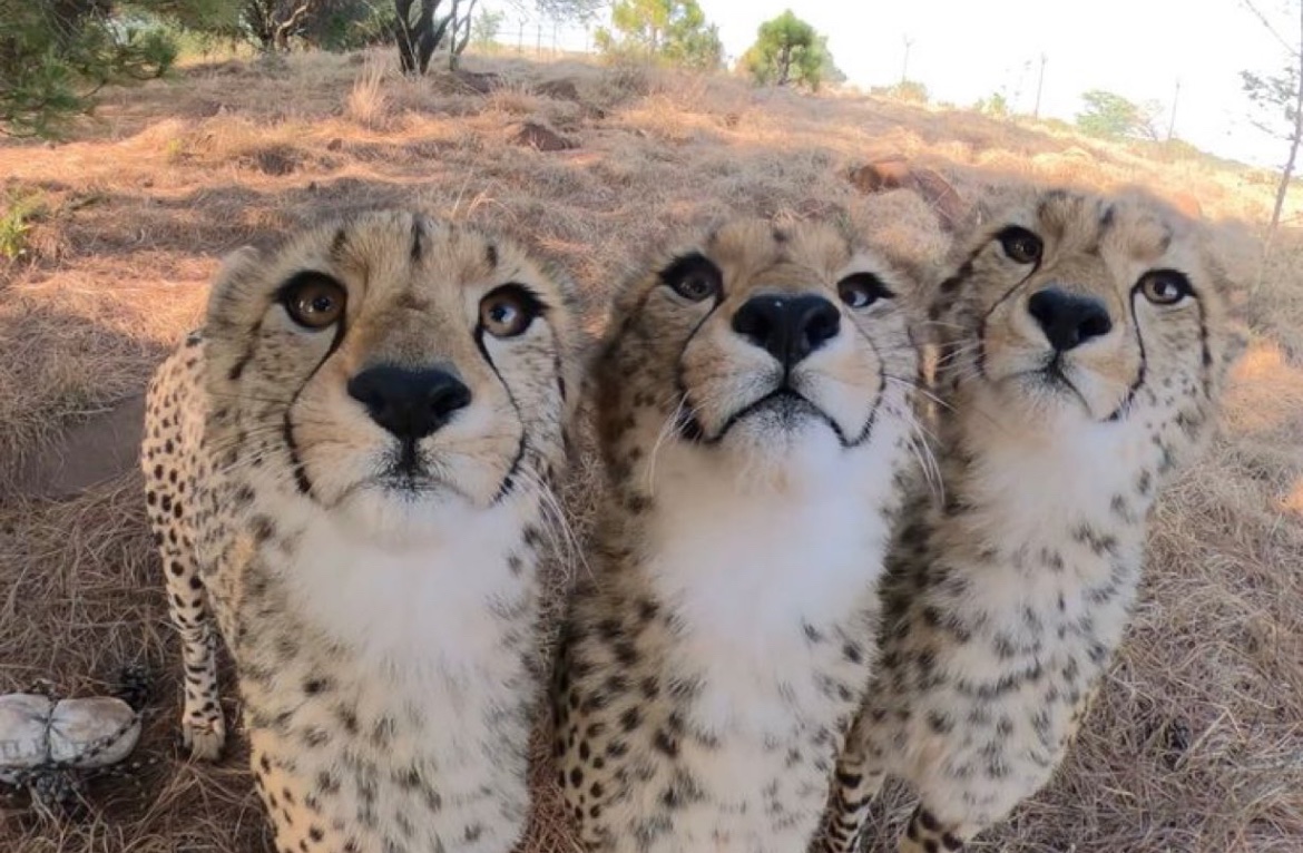 犬しか勝たん tweet media