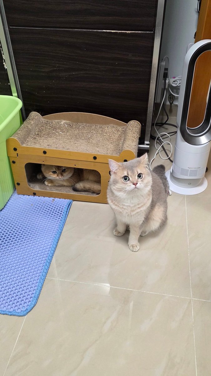 遺灰3.0 tweet media