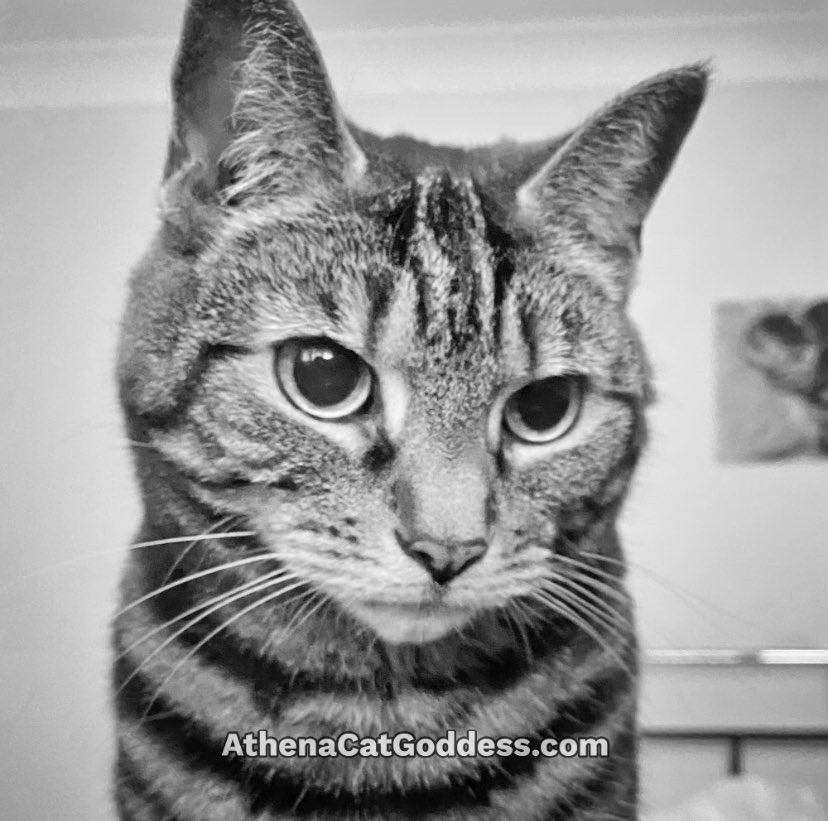 AthenaWiseKitty tweet media