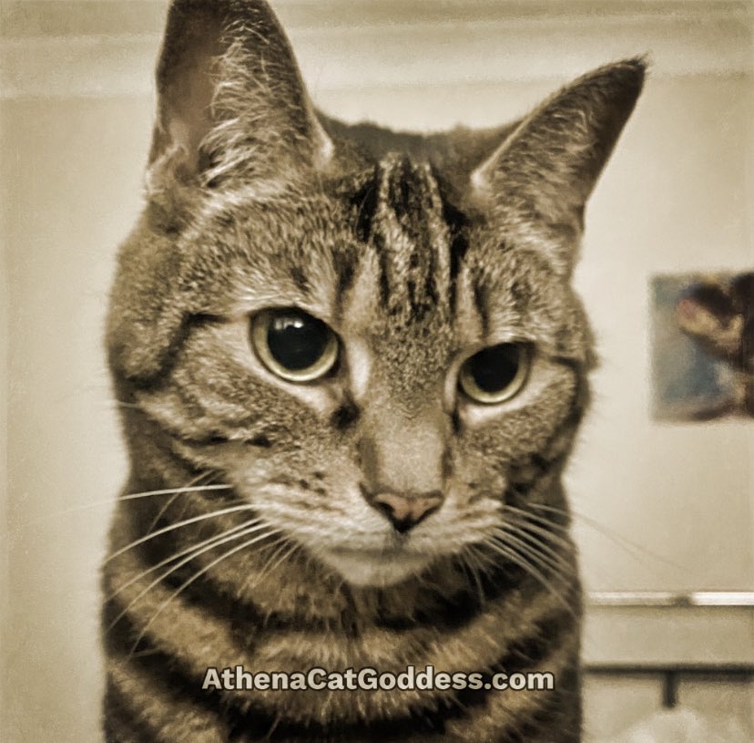 AthenaWiseKitty tweet media