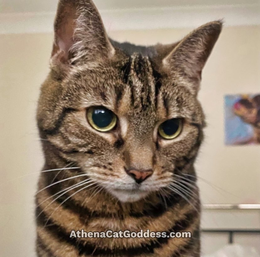 AthenaWiseKitty tweet media