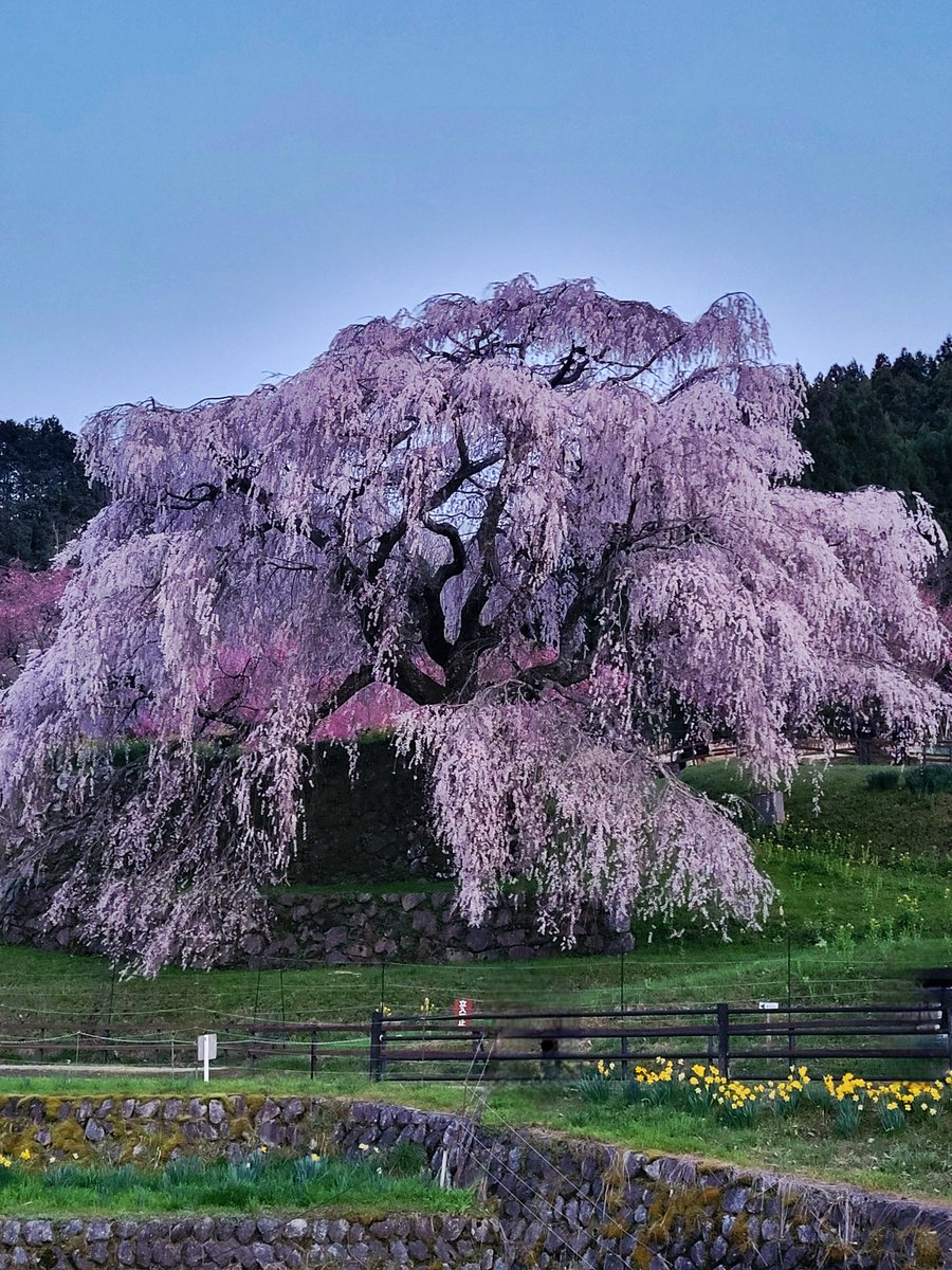 ちっころ。 tweet media