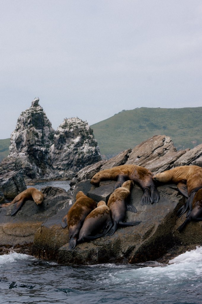 Шкипер Кек tweet media