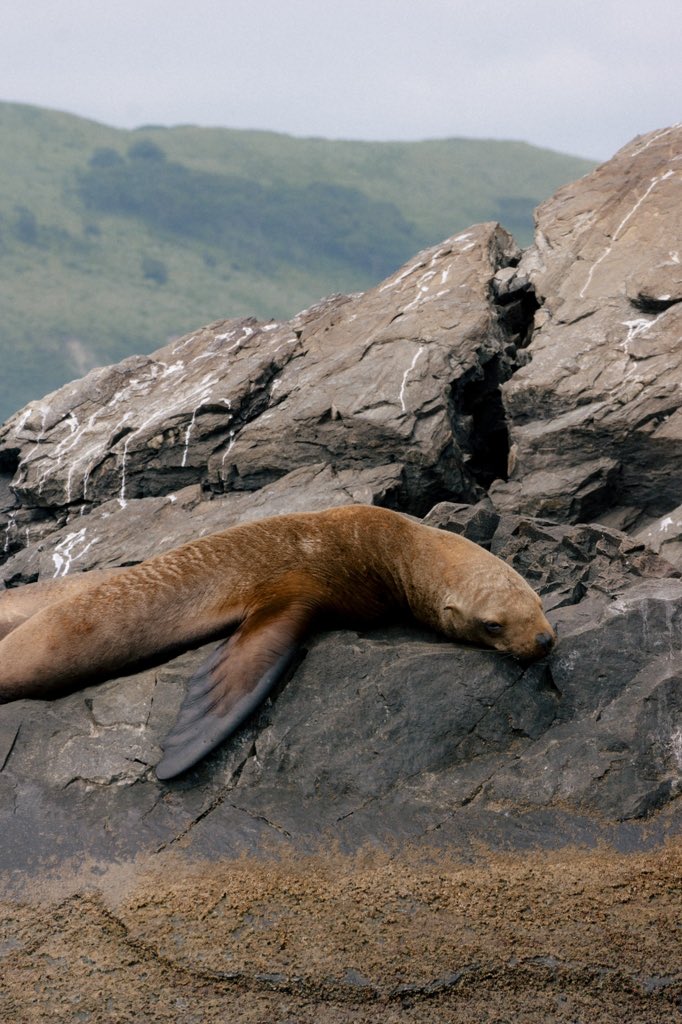 Шкипер Кек tweet media