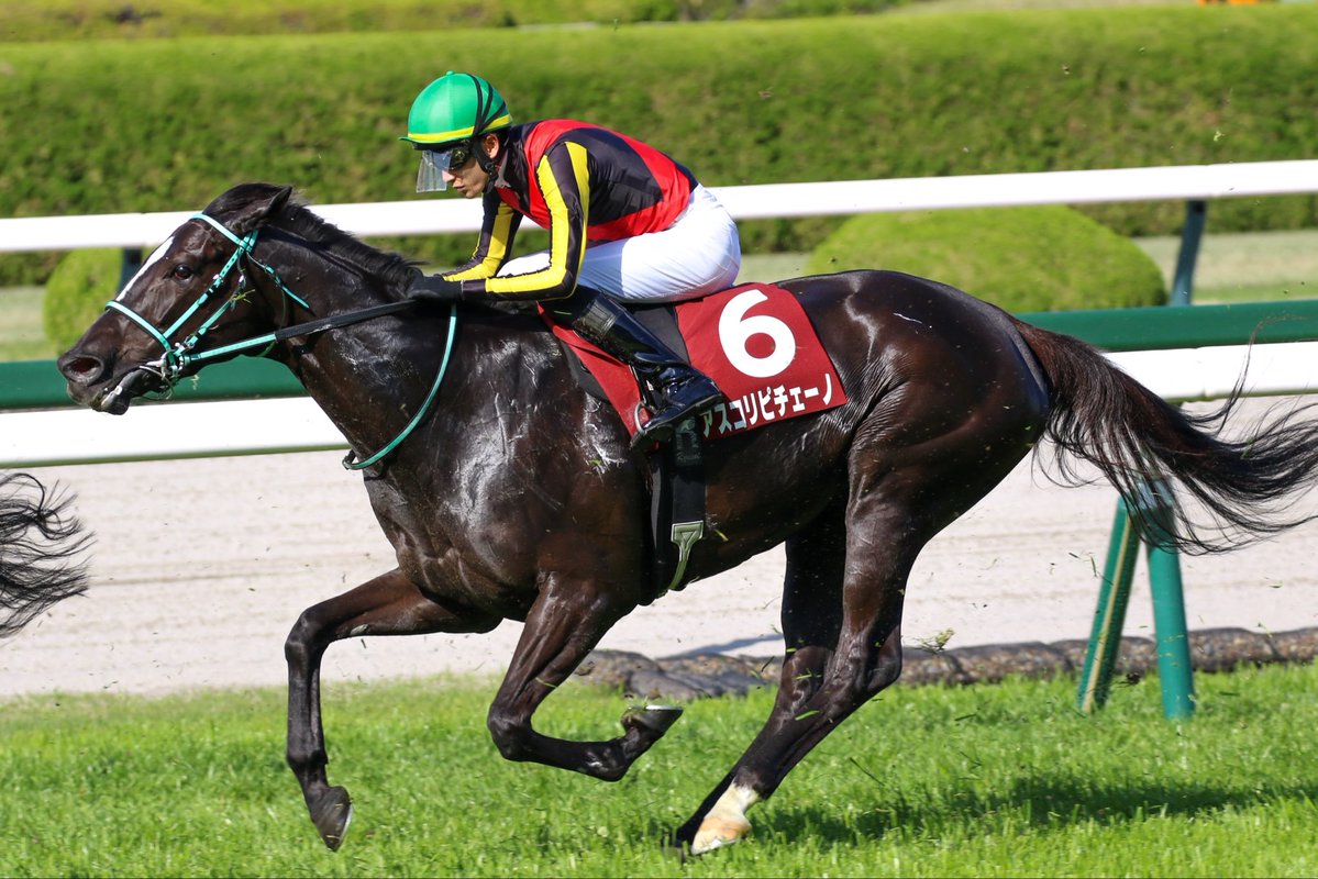 🐴ももちょ🐴 tweet media