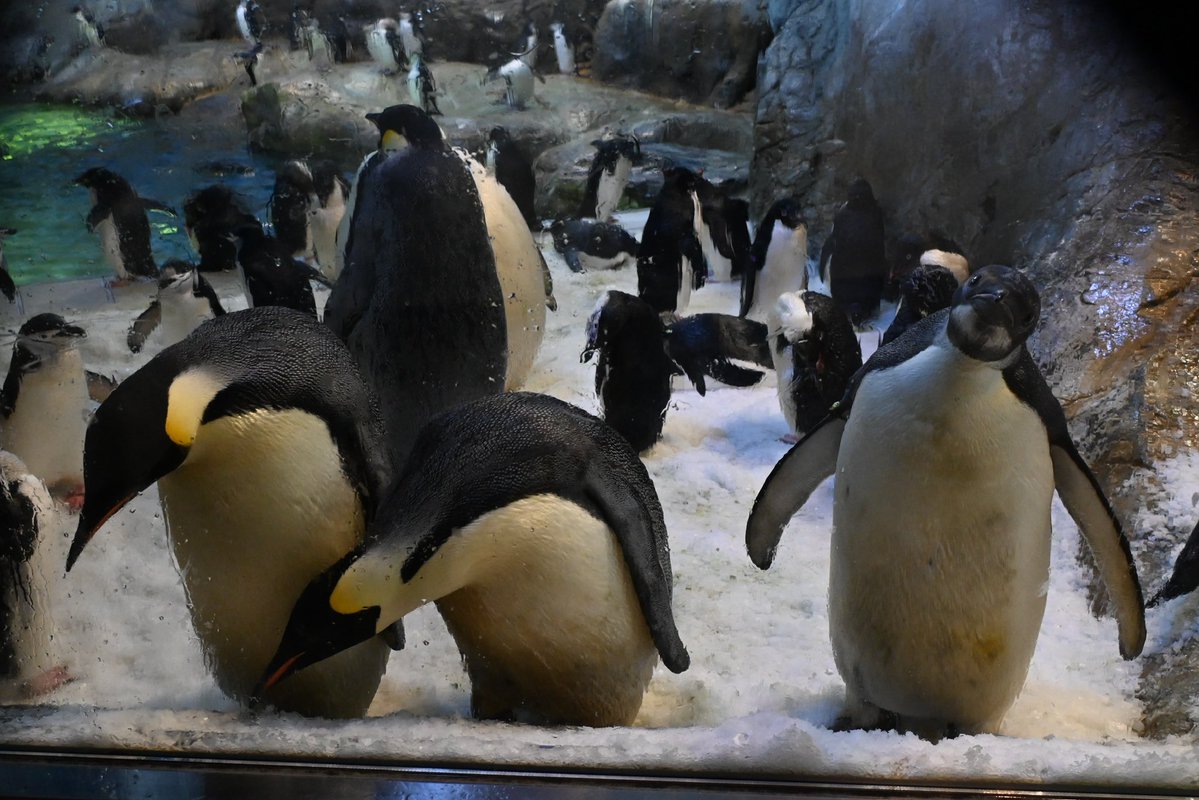 かーりん tweet media