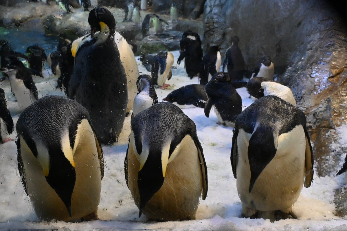 かーりん tweet media