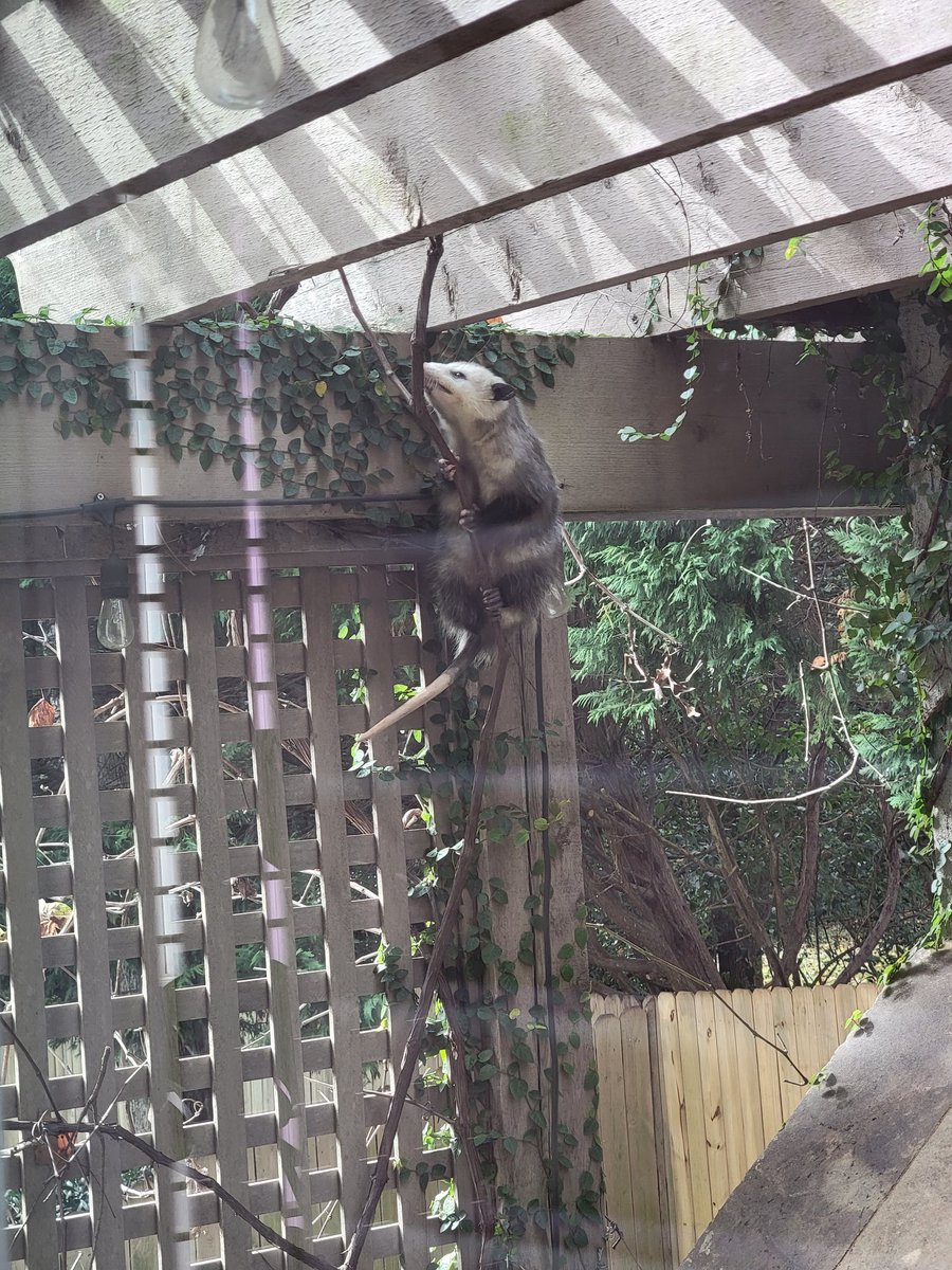 Possum_Daily's tweet image. #Possum_Daily #Possum