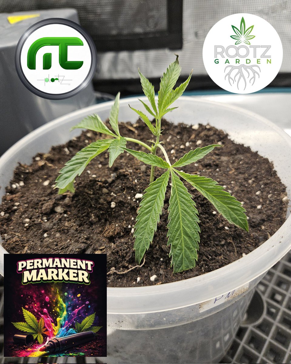 mc_plantz's tweet photo. Einpflanzen gut überstanden.
Permanent Marker von Doja x Seedjunky

#cannabis #weed #growyouown #ganjafarmer #ganja #permanentmarker #420life #420community https://t.co/7B75Xe03Tu