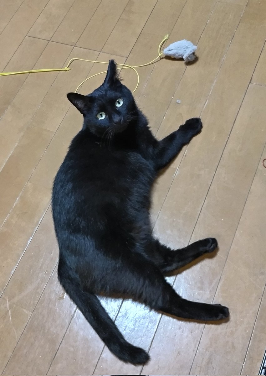 かぬ医しの焼酎漬け tweet media