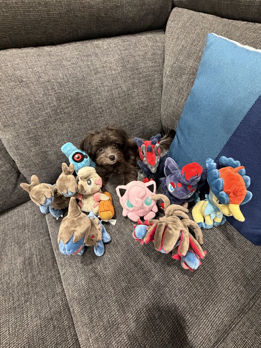 yooocchaaa's tweet photo. 外構工事、こだわりすぎて2ヶ月過ぎてもまだ終わらない😂
そしてうちの子が可愛過ぎてメロメロです https://t.co/GtB5momrQq