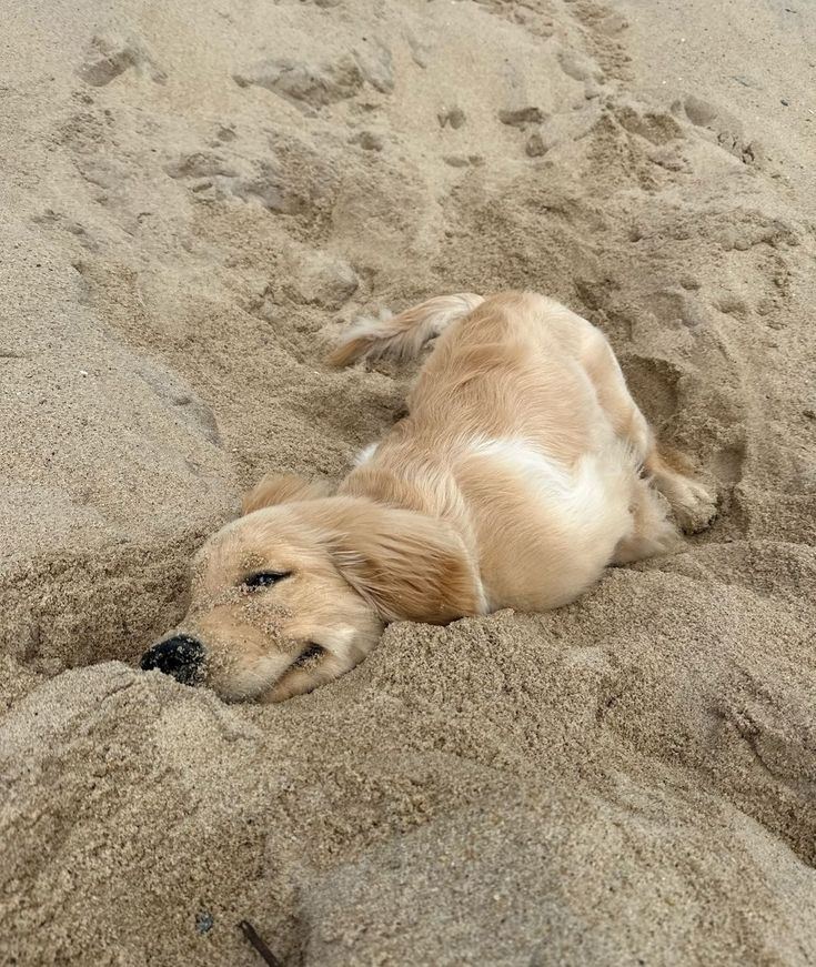 Doglover tweet media