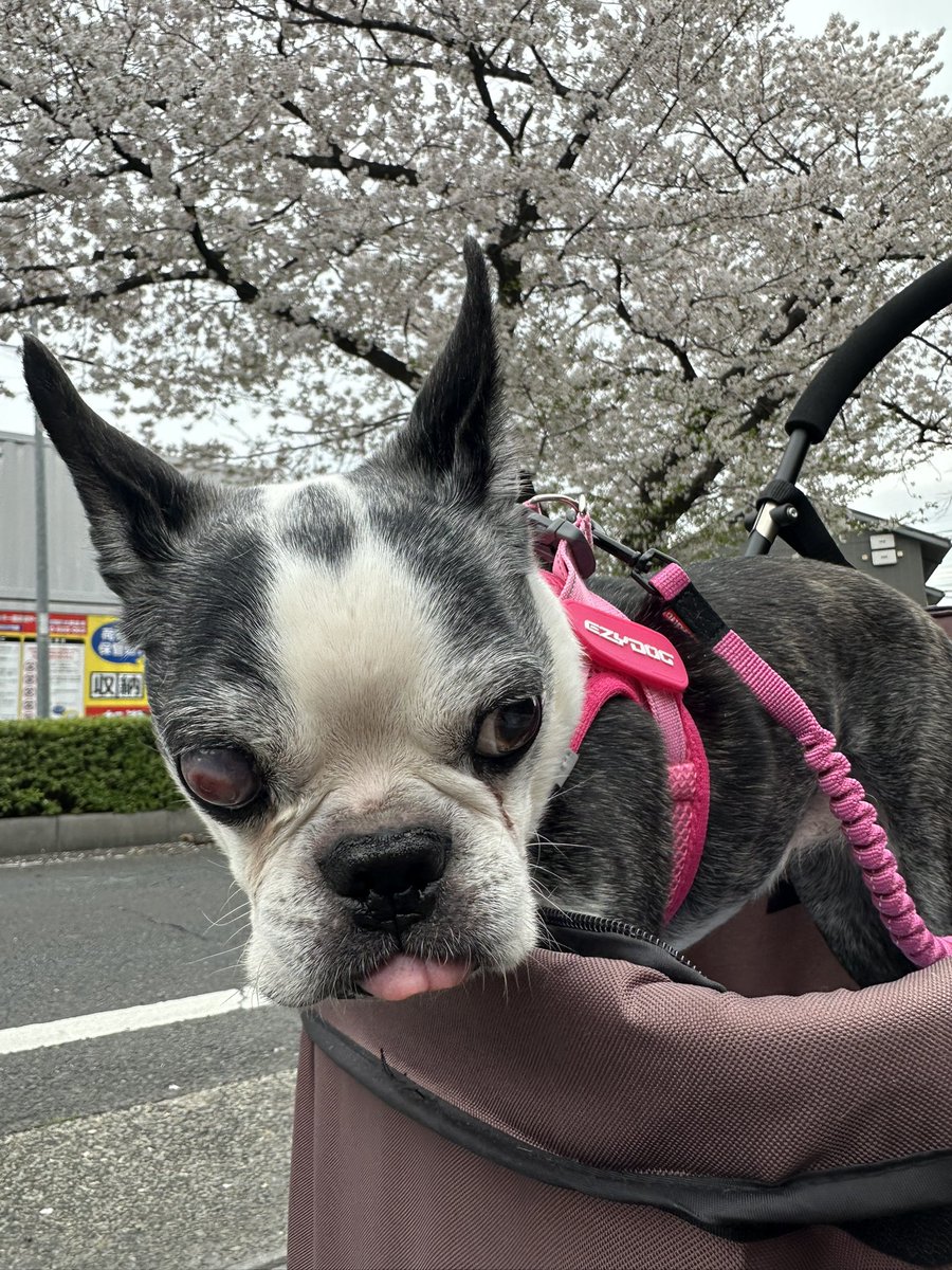Elmer0907's tweet photo. 先週、雨で桜が散っちゃう前にギリギリお花見🌸できました😊
今年も一緒に見れて良かった！
来年も一緒に桜見れるように頑張るぞ‼️💪🏻
#ボストンテリア
#シニア犬 https://t.co/C6g9DQuwyM