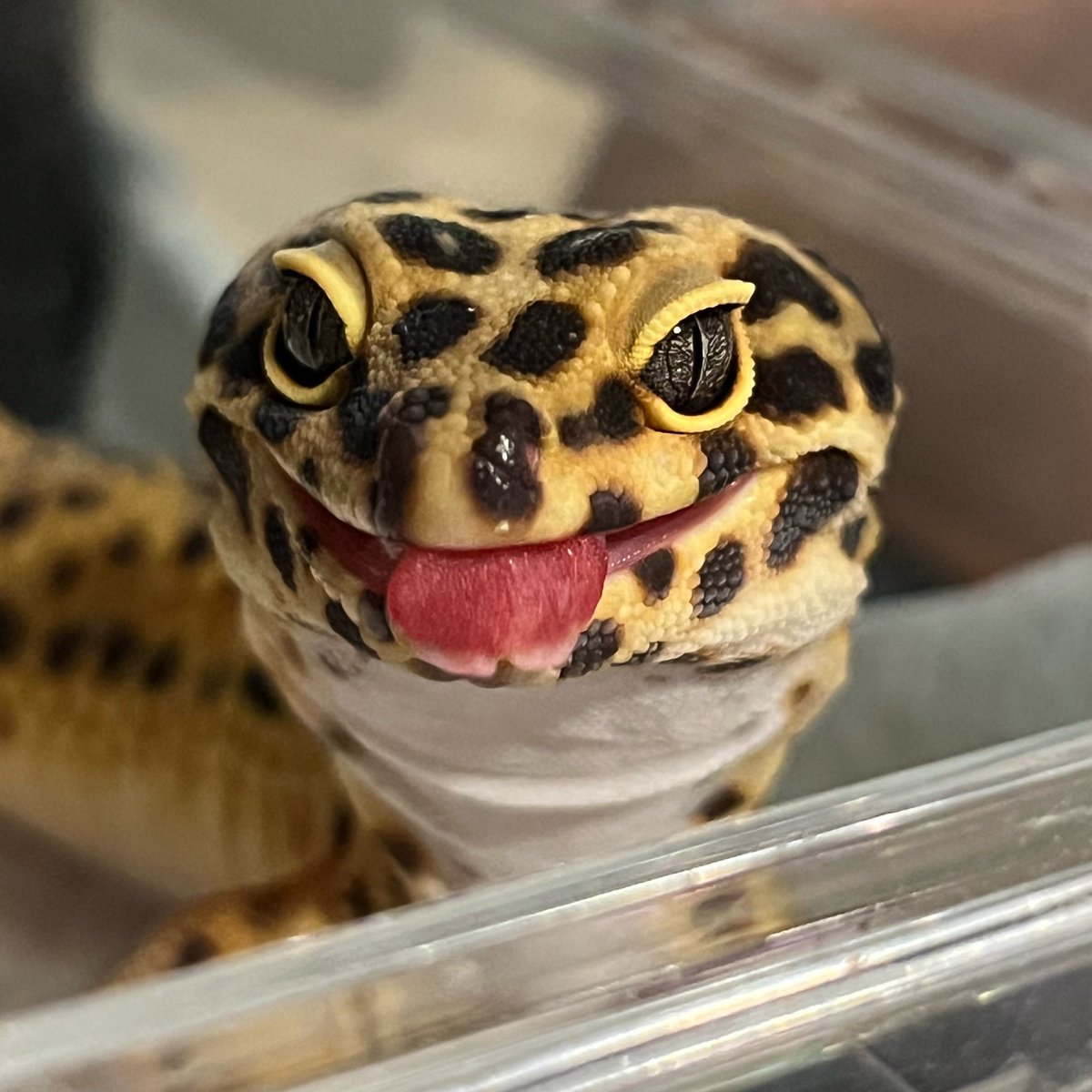 ふくそむ🦉🐍 tweet media