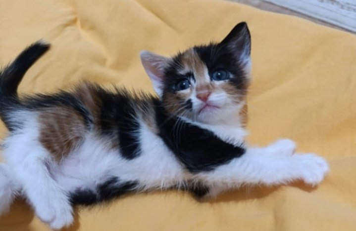 PATİLİCANLAR tweet media