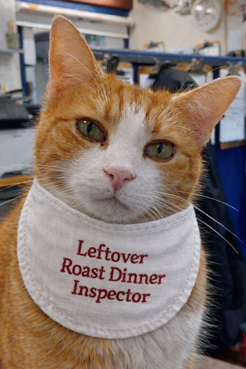 “Official inspection underway…
Standards are high, expectations are higher,
and yes, leftover roast potatoes, chicken and gravy will be thoroughly reviewed for quality, consistency, and snackability.

Initial findings:
More samples required immediately.”