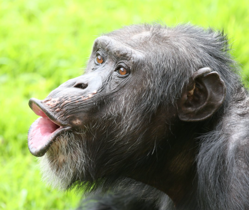 Fishbone tweet media