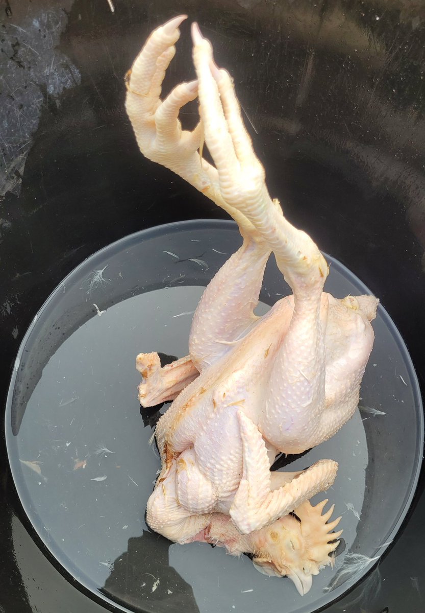 Daniel Regha tweet media