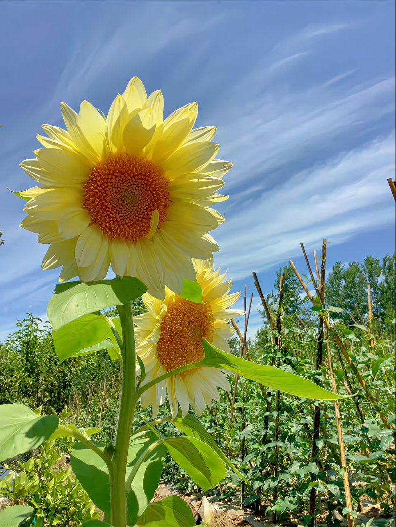 Monster49408447's tweet image. Sunflowers are the sky’s way of saying “cheer up.” 🌻💛
​#sunflower #sunflowers #sunflowerlovers #flowerpower #nature #naturephotography #summer #summervibes #bluesky #yellowflower