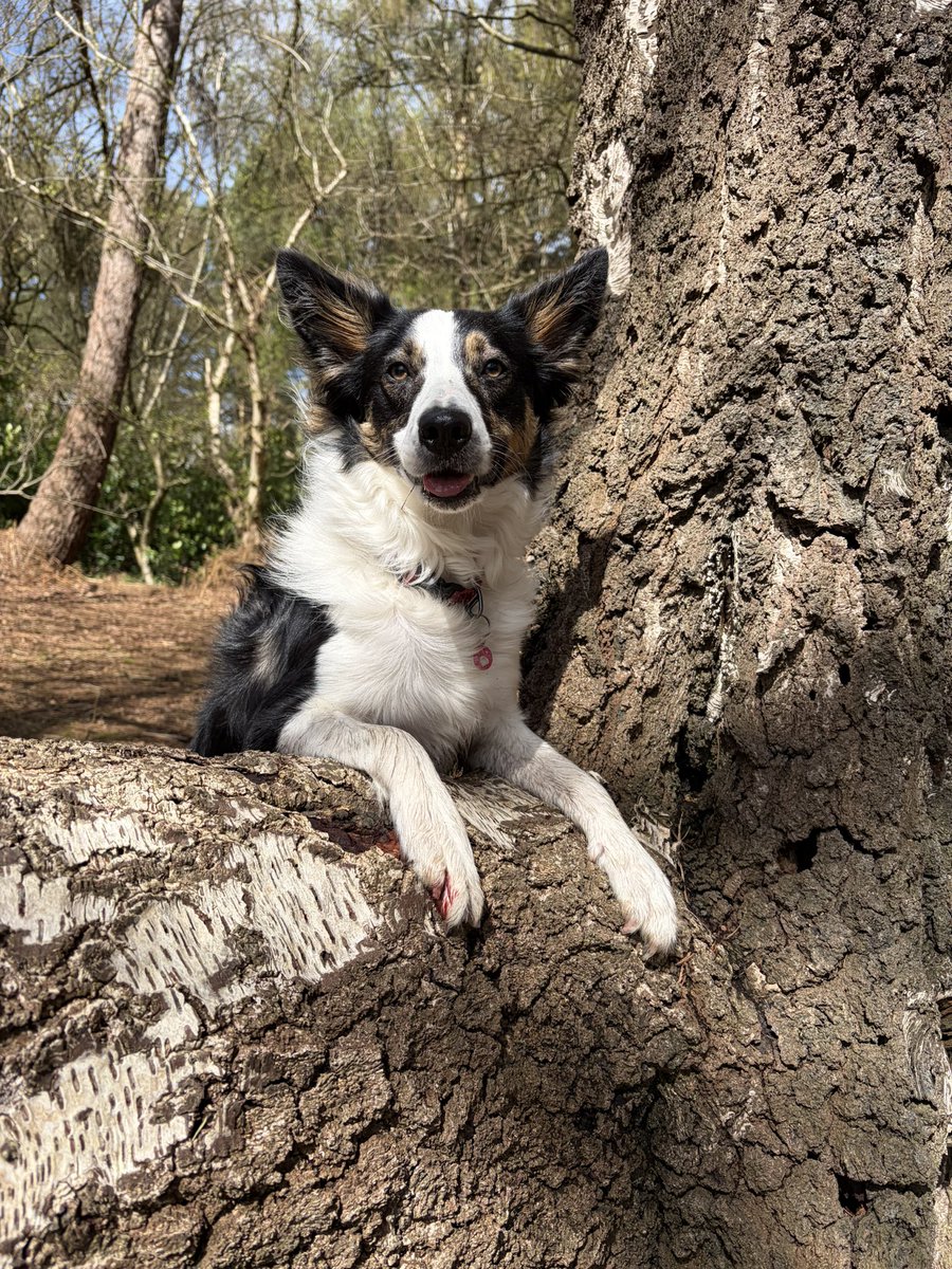 Puppy Bess and Auntie Kes tweet media