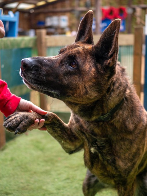 German Shepherd Rescue Elite ( GSRE ) tweet media