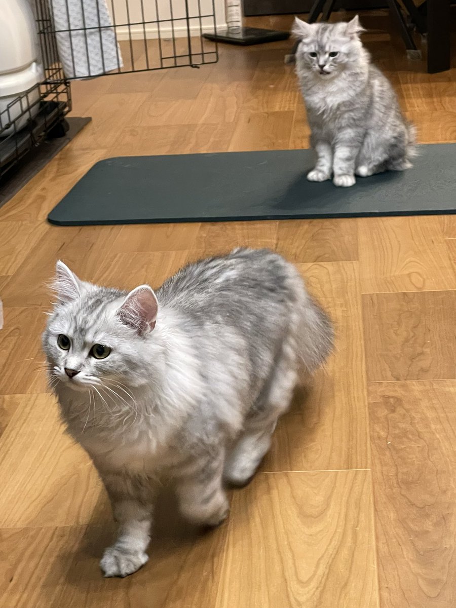 ブラックバルカン tweet media