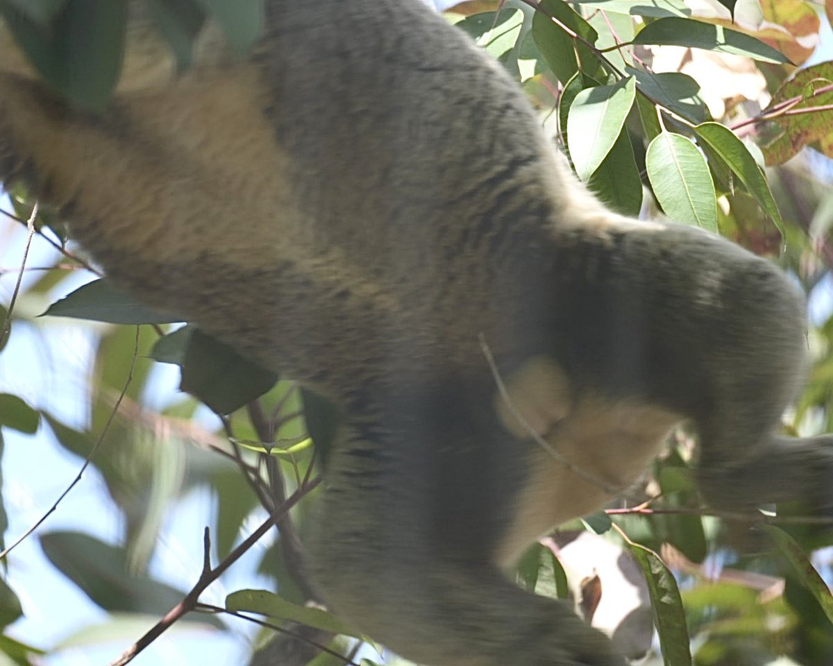 マッチカ🐨💚 tweet media