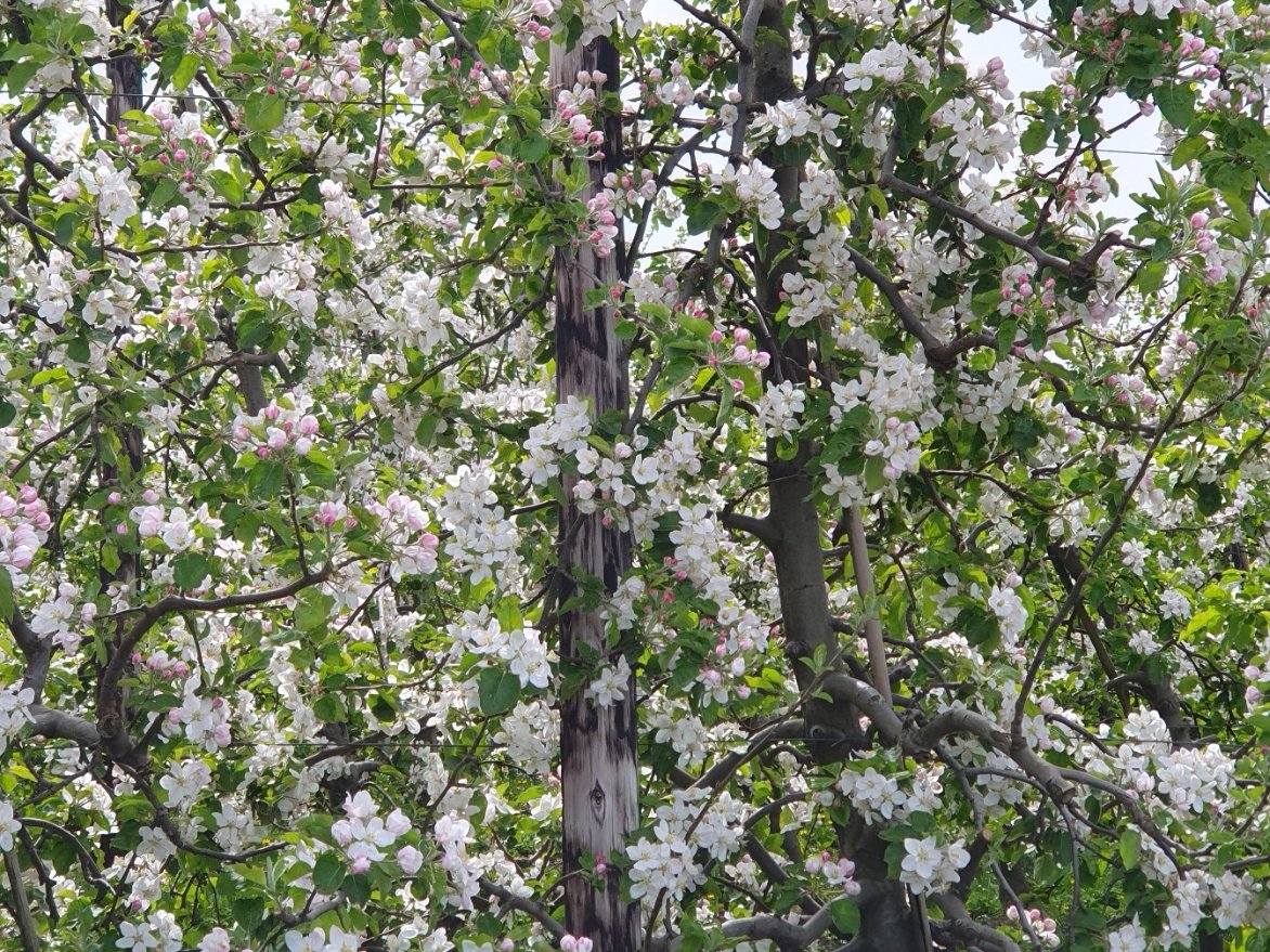 magdalenaerts's tweet image. #vrtweer #Linter bloesems13.00