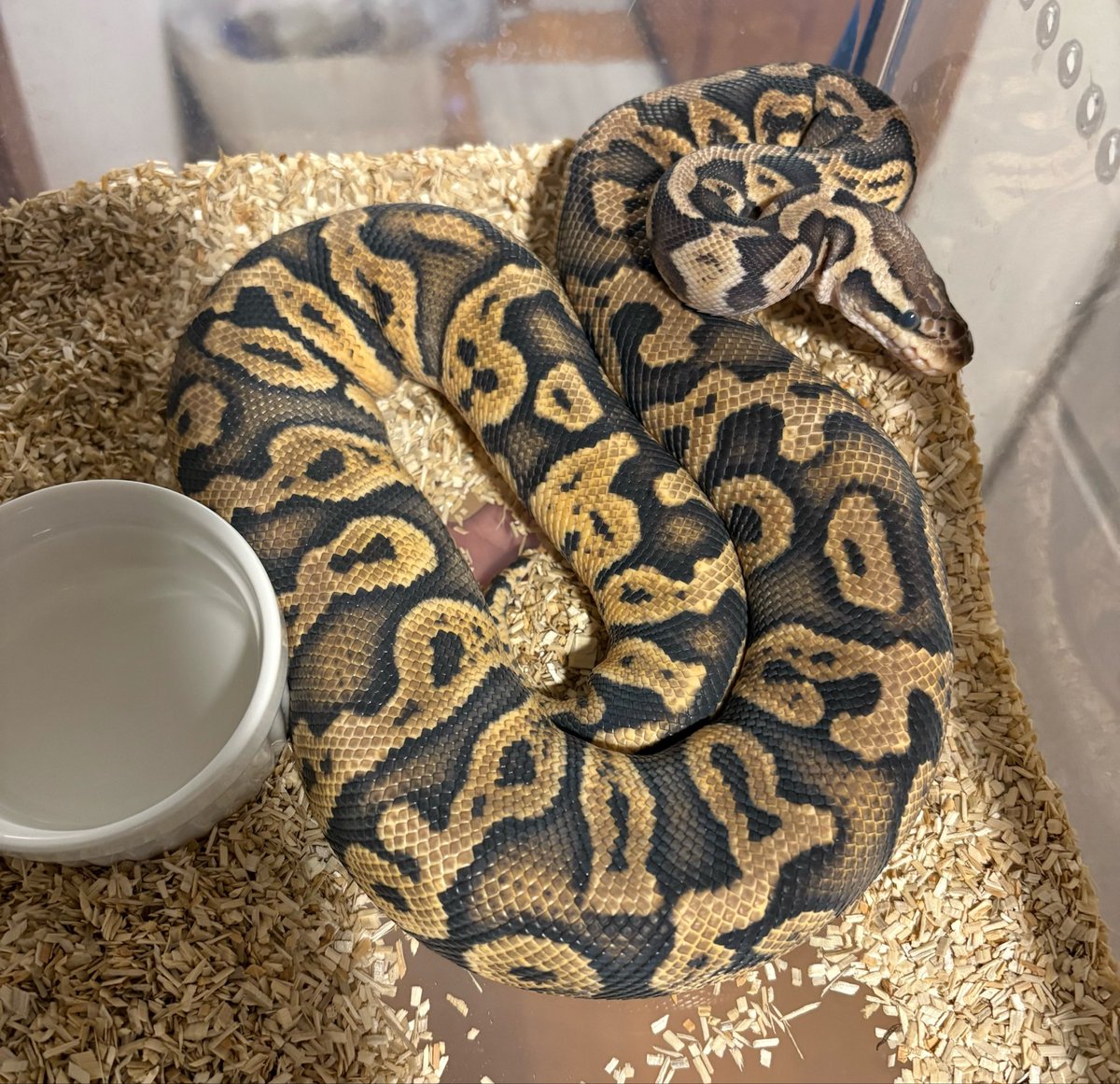 そられぷ tweet media