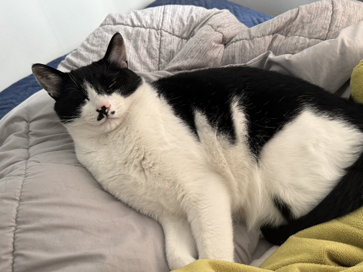 고래구름 tweet media