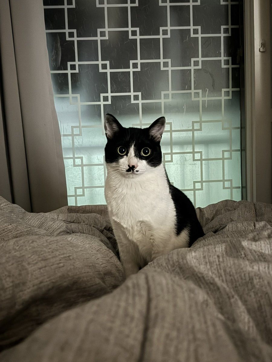 고래구름 tweet media