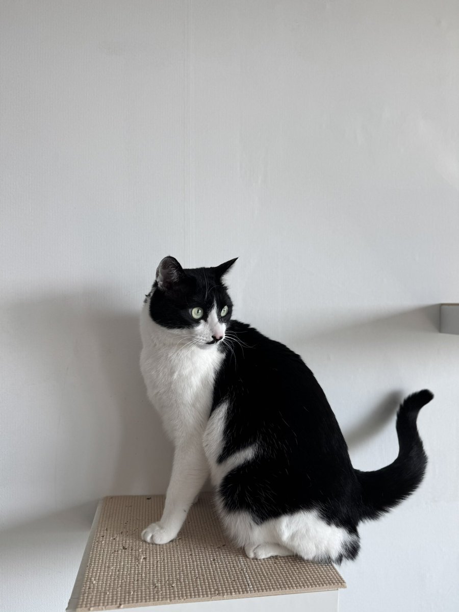 고래구름 tweet media