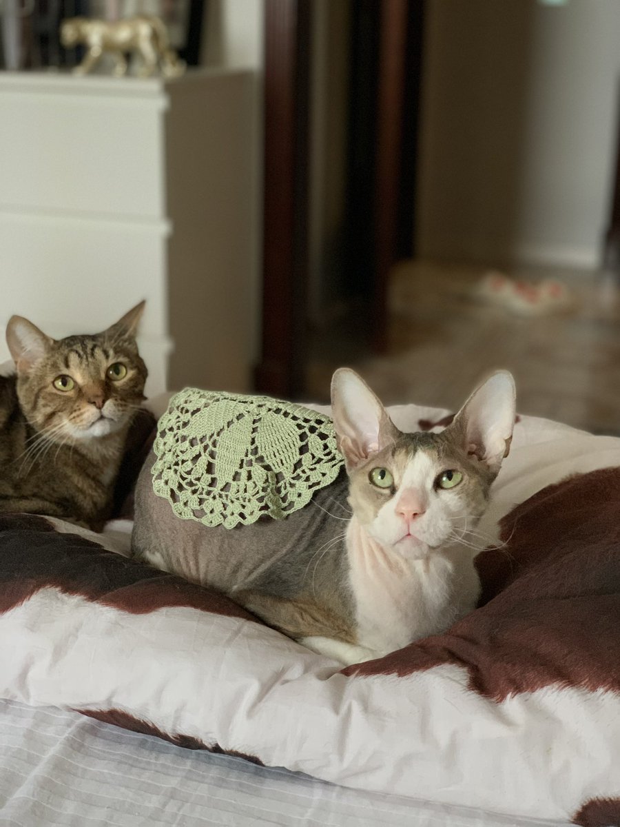 алёшкина любовь tweet media