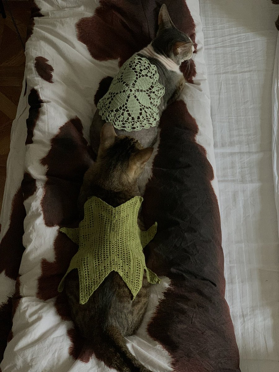 алёшкина любовь tweet media