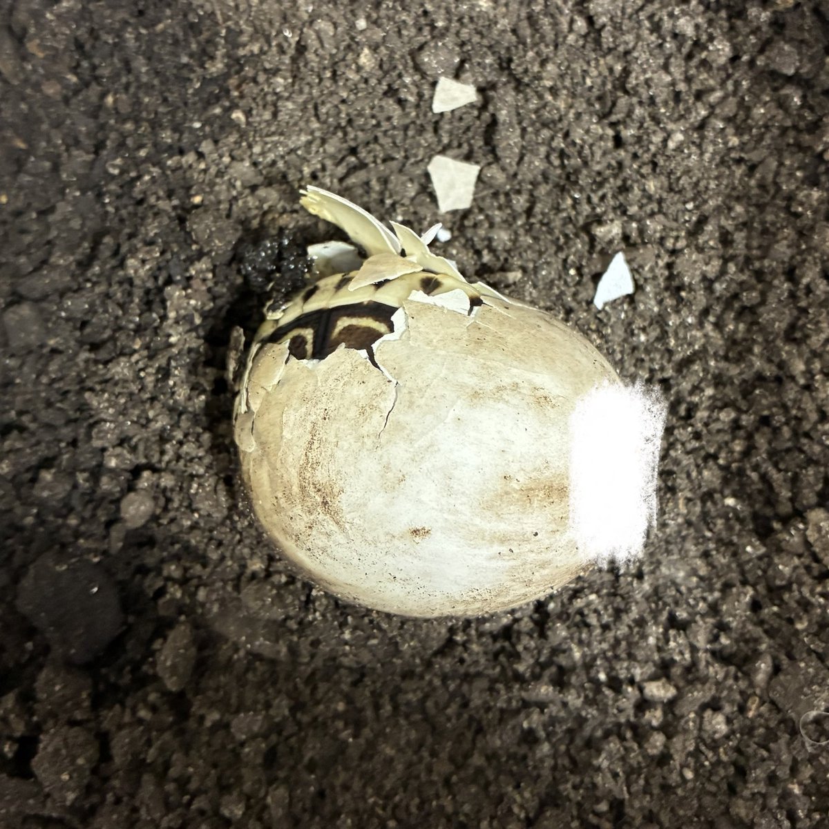 KKamenoko's tweet photo. 左右均等でまん丸！甲高に育ってくれそう。何となく予感はしてた。昨季終わりからほぼ連続。そのうえ雌親にも依らないとなれば考えられる要因は絞られる。数回でまとめて産む種類ならなんて事ない話なんだけど、ちょっと面倒くさい。
#ChersinaAngulata https://t.co/f5hpePuUJ0