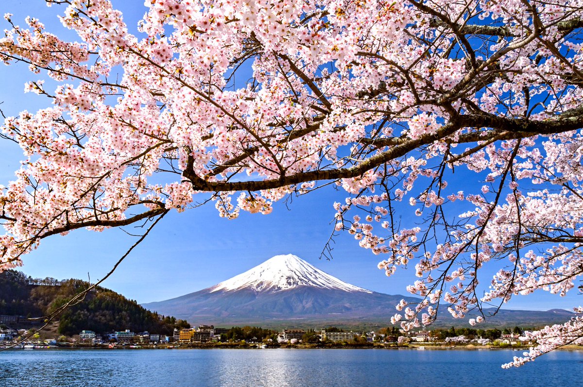 コアラ@直腸癌垢 tweet media