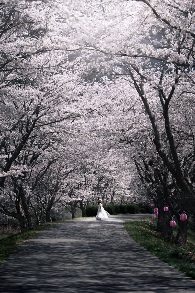 コアラ@直腸癌垢 tweet media