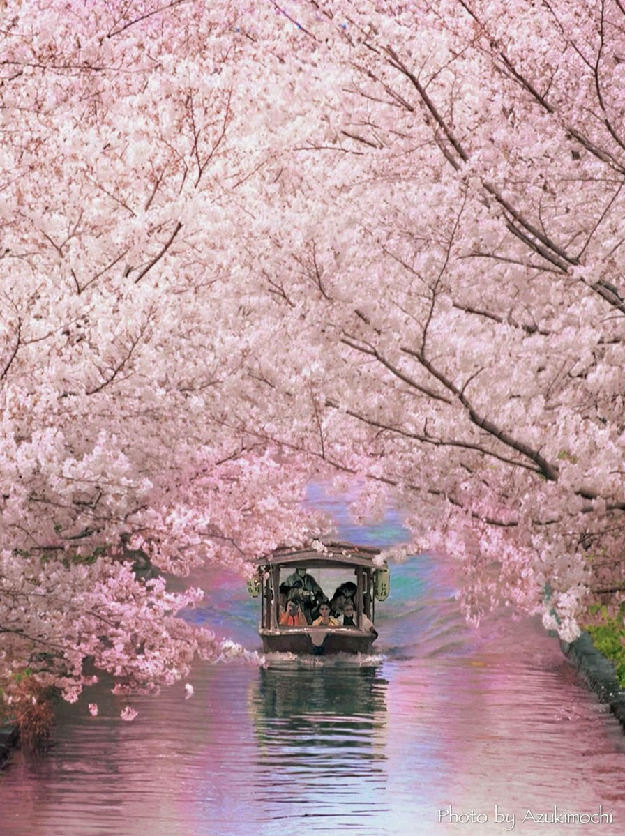 コアラ@直腸癌垢 tweet media