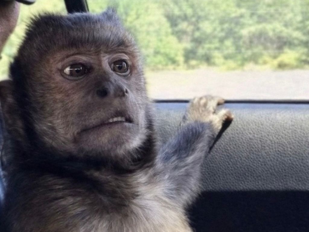 pan em crise. tweet media