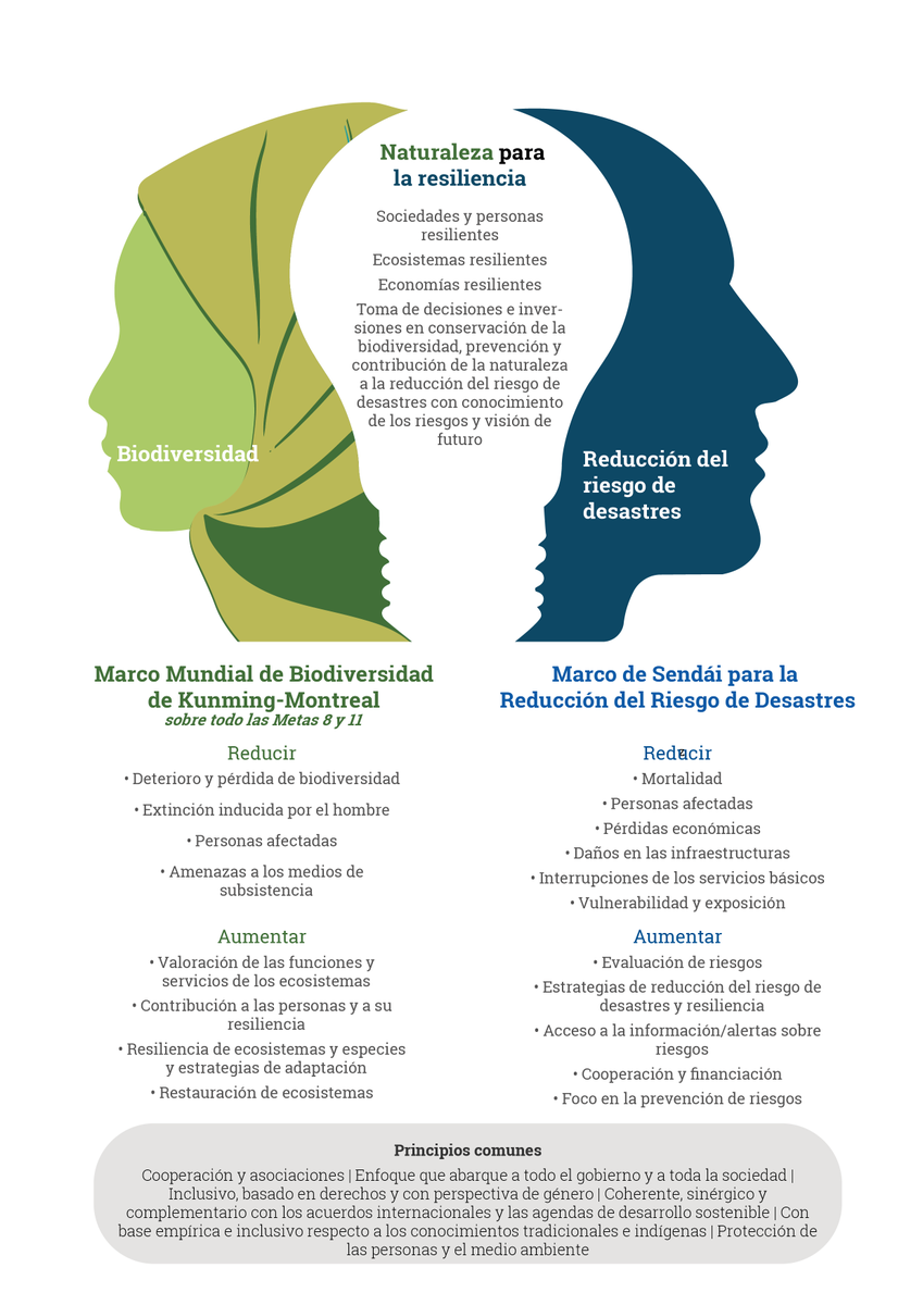 🌱 Guía de UNDRR para integrar biodiversidad, adaptación y #RRD en planes nacionales.

Alineada con el Marco de Sendai, promueve coherencia entre conservación y resiliencia.

💡 Explora ➡️ ow.ly/c3Sr50YA3wq
 #SolucionesBasadasEnLaNaturaleza