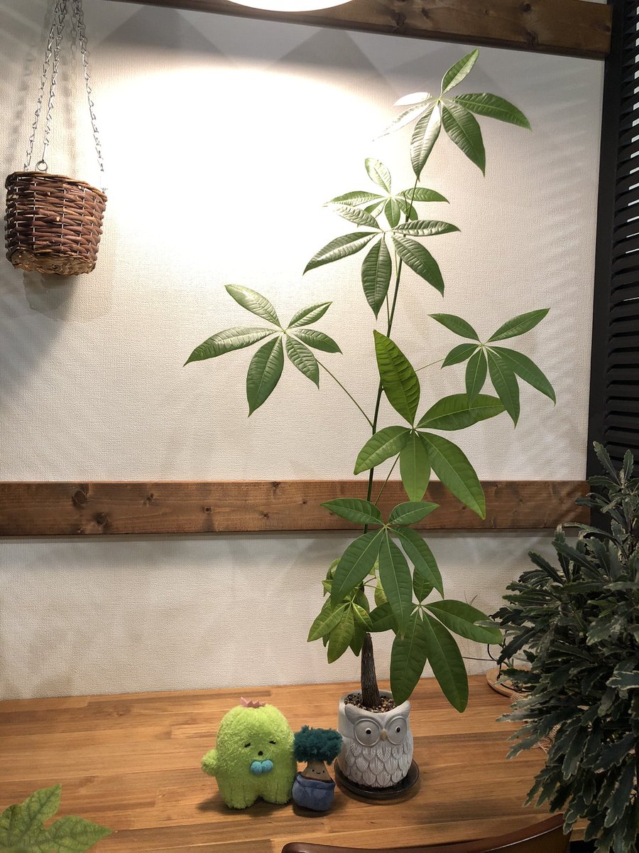 Coffee_tree_mh's tweet photo. 本日もご来店ありがとうございました☕️

今後は不定期での営業となります。営業日は事前にSNSにて発信いたします📢ご不便をおかけしますが、今後ともどうぞよろしくお願いいたします🌳
#カフェ #自家焙煎珈琲 #京王八王子駅徒歩7分 #観葉植物 #パキラ #ぬいぐるみ https://t.co/K1HQ5103KH