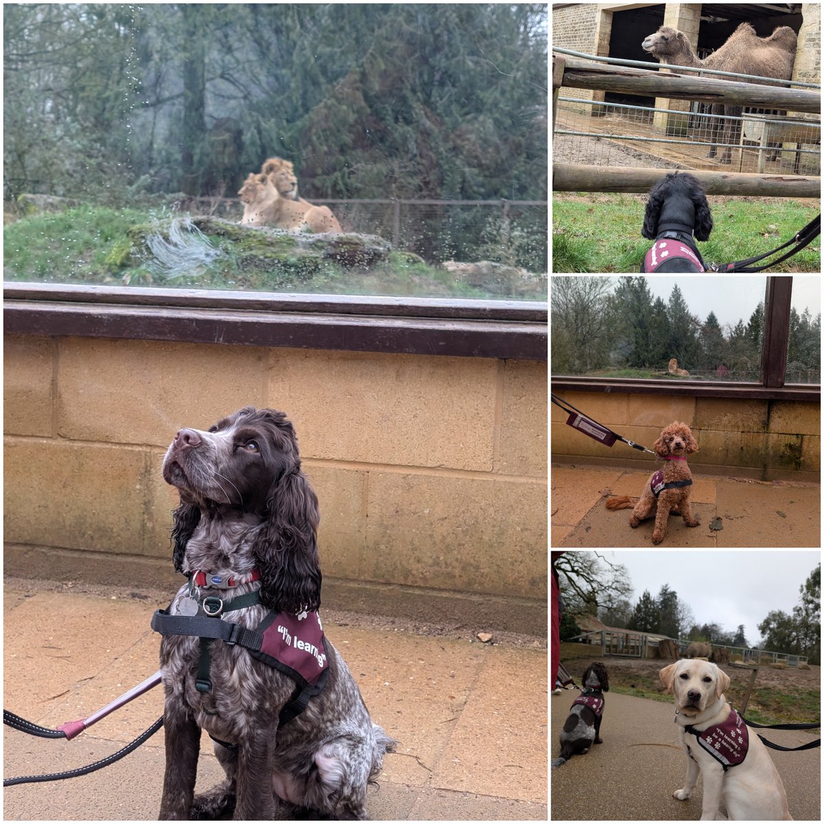 Hearing Dogs for Deaf People tweet media
