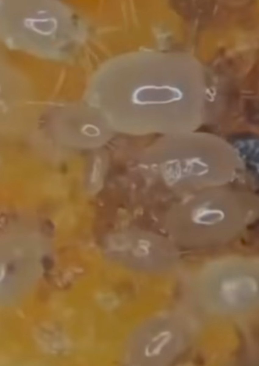 IshqЁЯП╡я╕П tweet media